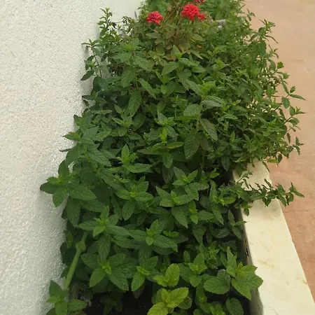 招待所 Le Indipendenti Con Uso Di Cucina E Terrazza Attrezzata 卡萨拉诺